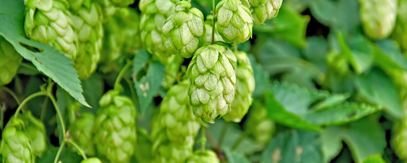 Hopfenblüten