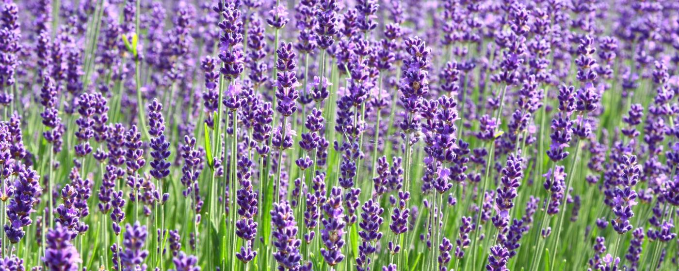 Lavendel