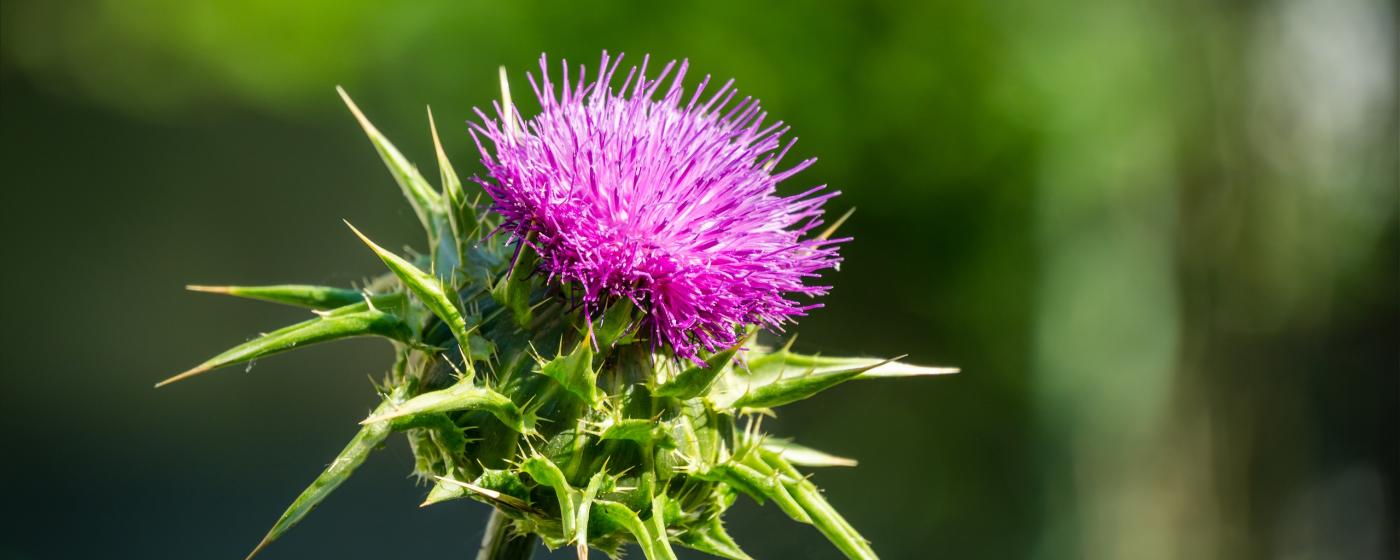 Mariendistel