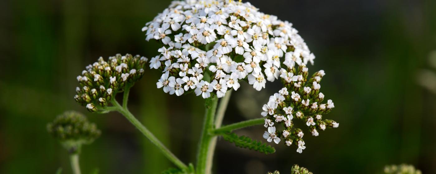 Achillea