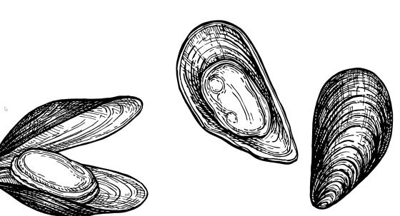 Grünlippmuscheln
