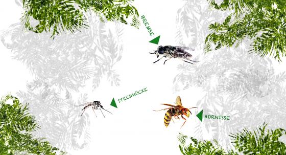 Insekten