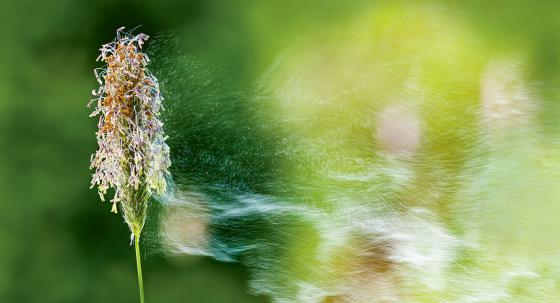Pollen
