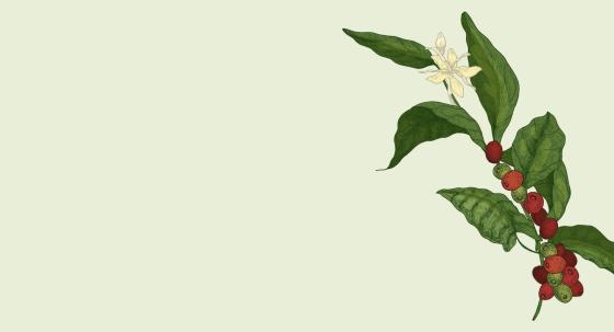 Coffea