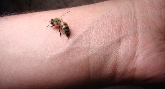 Bienenstich