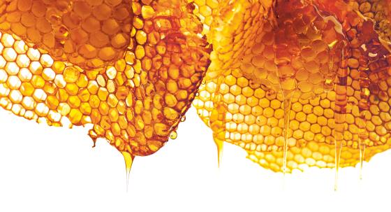 Bienenstock